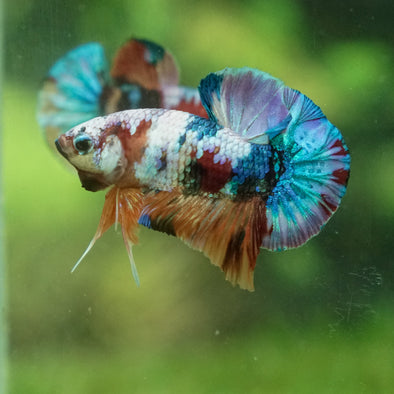 Multicolor/Galaxy Koi Plakat -13 weeks Old