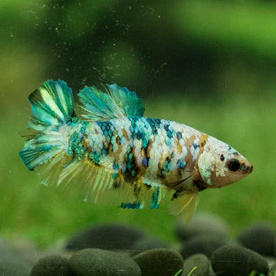 Multicolor/galaxy Koi Plakat- Female