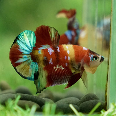 Multicolor/Galaxy Koi Plakat -15 weeks Old