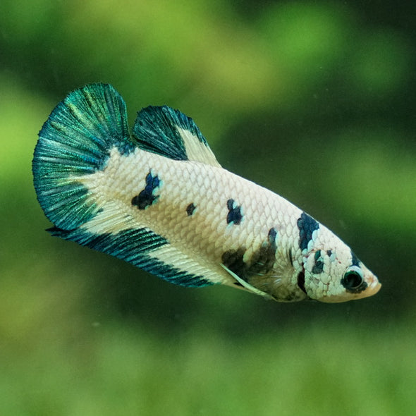 Blue/Green Dalmatian Plakat- Female