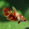 Koi Halfmoon - Female