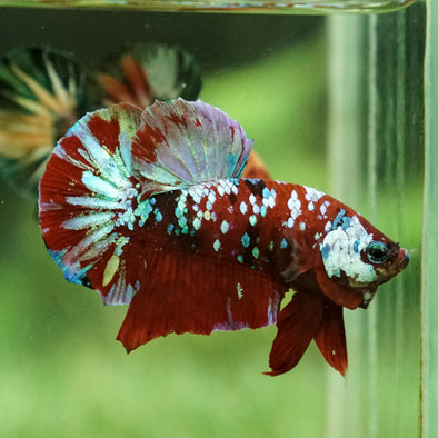 Multicolor/Galaxy Koi Plakat -15 weeks Old