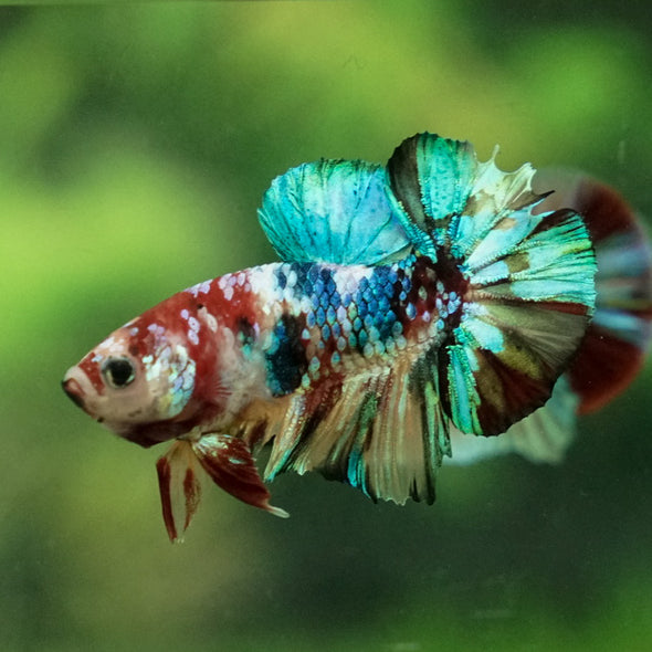 Multicolor/Galaxy Koi Plakat -14 weeks Old