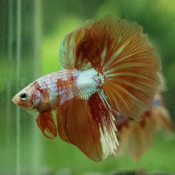 Galaxy Koi Halfmoon - 11 weeks old