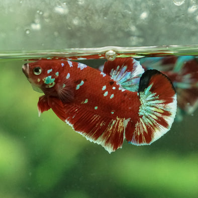 Multicolor/Galaxy Koi Plakat -13 weeks Old