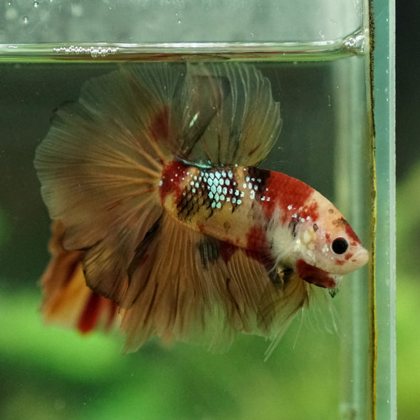 Galaxy Koi Halfmoon - 12 weeks old