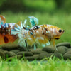 Multicolor/Galaxy Koi Plakat -13 weeks Old