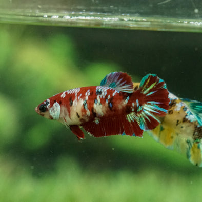 Multicolor/galaxy Koi Plakat- Female