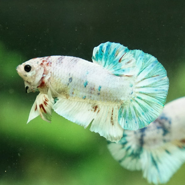 Multicolor/Galaxy Koi Plakat -12 weeks Old