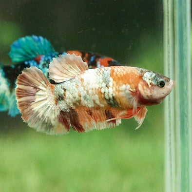 Multicolor/galaxy Koi Plakat- Female