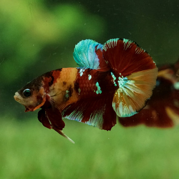 Multicolor/Galaxy Koi Plakat -15 weeks Old