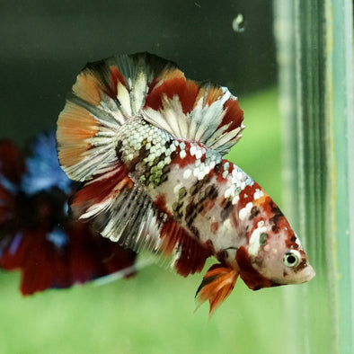 Copper/Gold Galaxy Koi Plakat - 13 Weeks Old