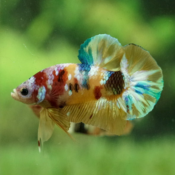 Multicolor/Galaxy Koi Plakat -12 weeks Old