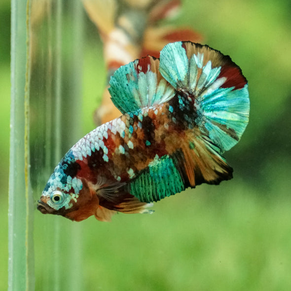 Multicolor/Galaxy Koi Plakat -15 weeks Old