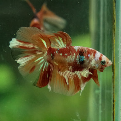 Galaxy Koi Halfmoon - 11 weeks old