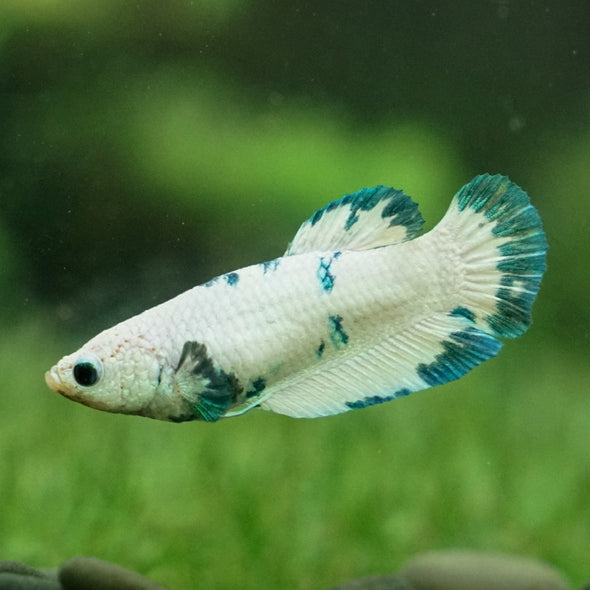 Blue/Green Dalmatian Plakat- Female