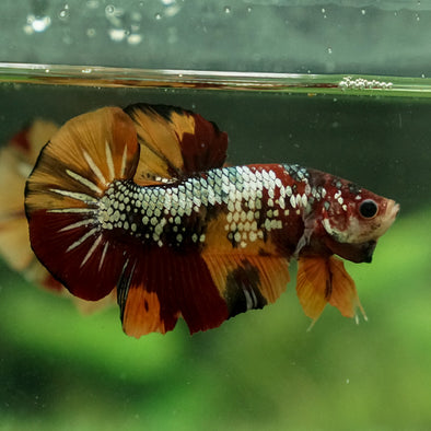 Giant Multicolor/ Galaxy Koi-15 weeks Old