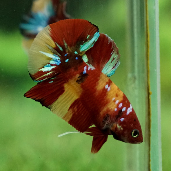 Multicolor/Galaxy Koi Plakat -15 weeks Old