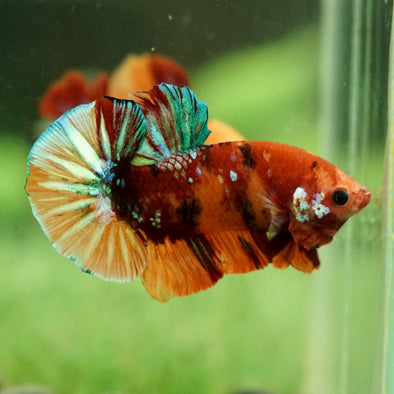 Multicolor/Galaxy Koi Plakat -13 weeks Old