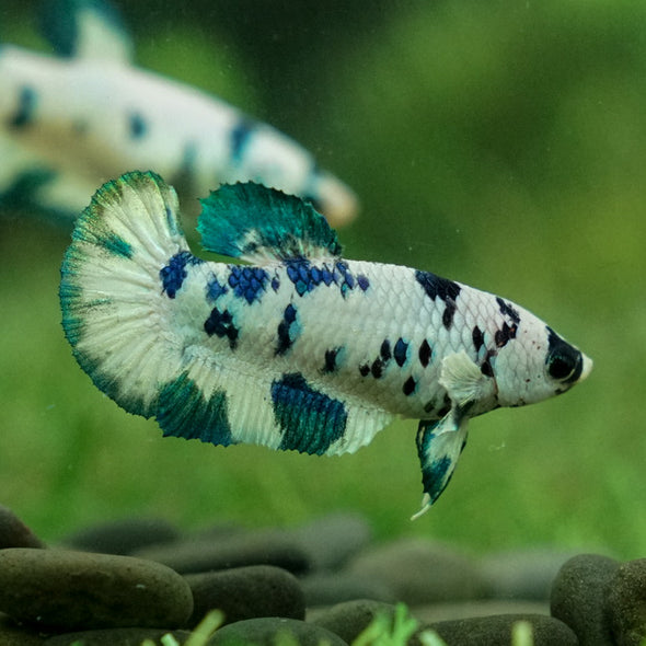 Blue/Green Dalmatian Plakat- Female