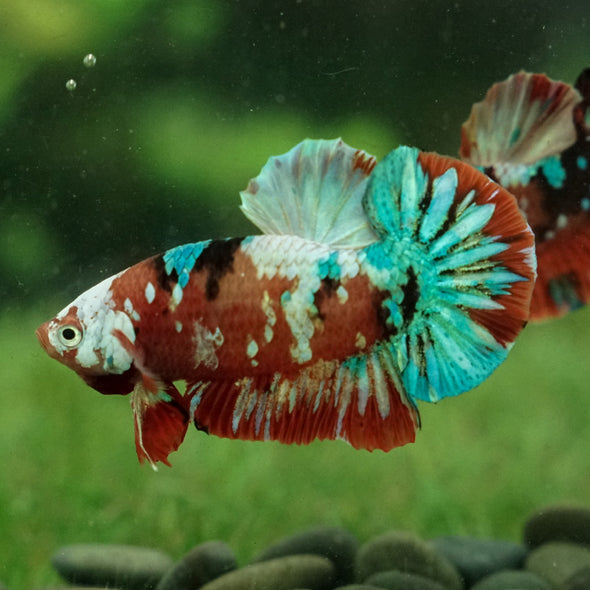 Multicolor/Galaxy Koi Plakat -15 weeks Old