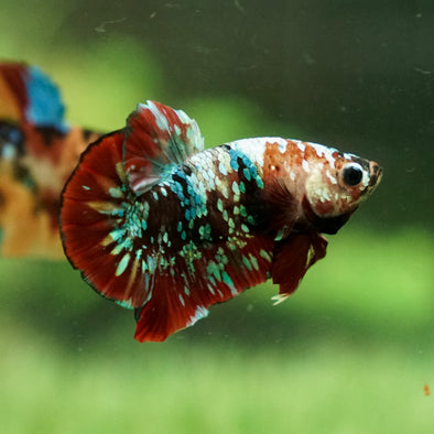 Multicolor/Galaxy Koi Plakat -13 weeks Old