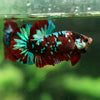 Multicolor/Galaxy Koi Plakat -15 weeks Old