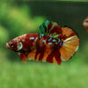 Giant Hybrid Multicolor/Galaxy Koi-15 weeks Old