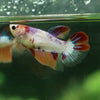 Koi Halfmoon - Female