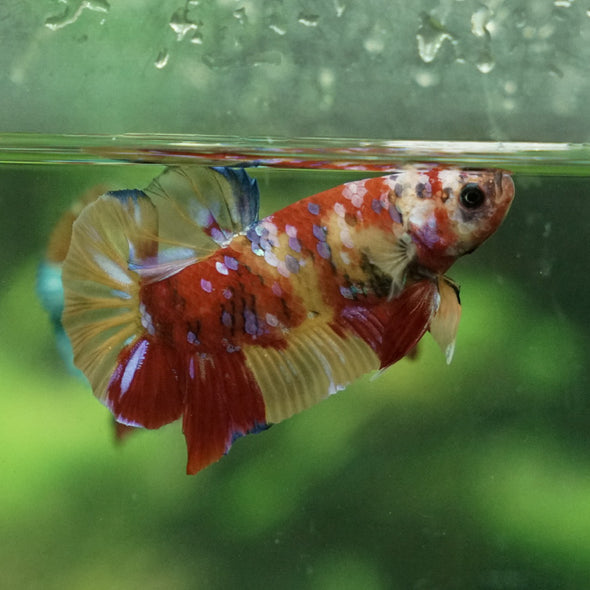 Multicolor/Galaxy Koi Plakat -15 weeks Old