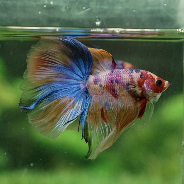 Galaxy Koi Halfmoon - 12 weeks old