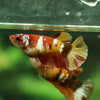 Multicolor/galaxy Koi Plakat- Female