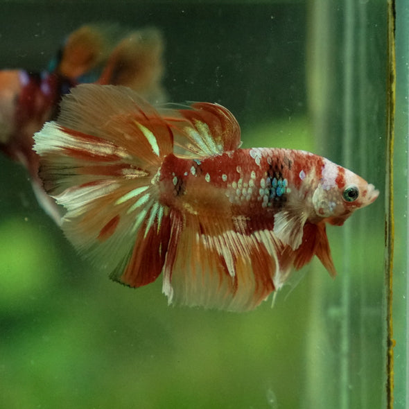 Galaxy Koi Halfmoon - 11 weeks old