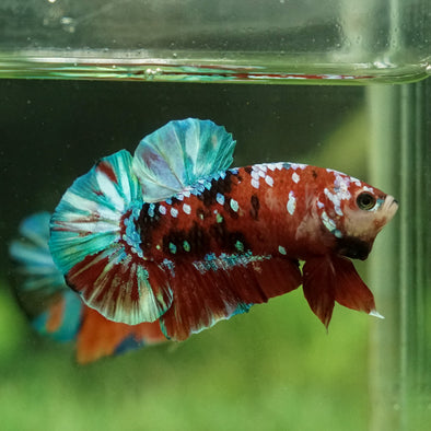 Multicolor/Galaxy Koi Plakat -16 weeks Old