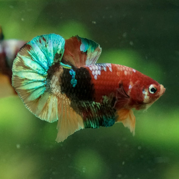 Multicolor/Galaxy Koi Plakat -13 weeks Old