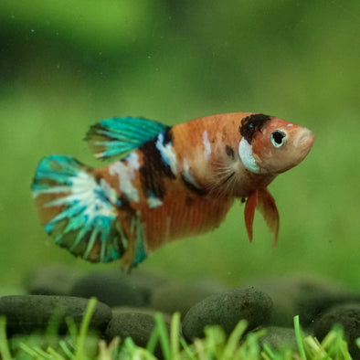 Multicolor/galaxy Koi Plakat- Female