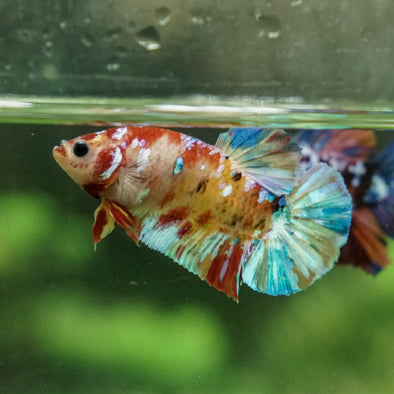 Multicolor/Galaxy Koi Plakat -13 weeks Old