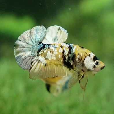 Multicolor/Galaxy Koi Plakat -15 weeks Old