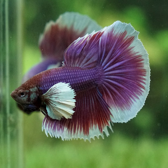 Dumbo Halfmoon - 12 weeks old