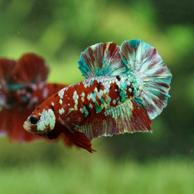 Multicolor/Galaxy Koi Plakat -15 weeks Old