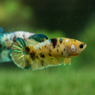 Multicolor/galaxy Koi Plakat- Female