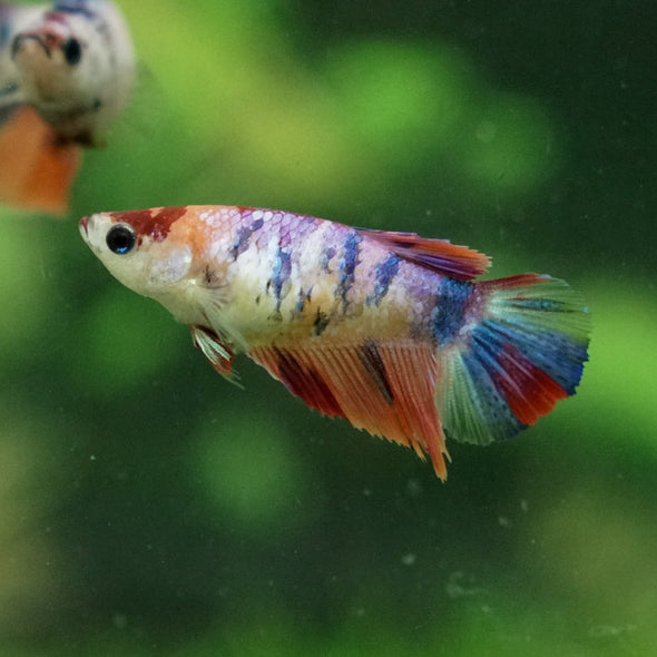 Multicolor Galaxy Halfmoon- Female