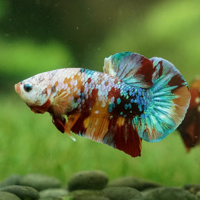 Multicolor/Galaxy Koi Plakat -15 weeks Old