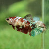 Multicolor/galaxy Koi Plakat- Female