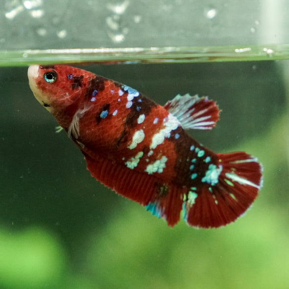 Multicolor/galaxy Dumbo Koi Plakat- Female