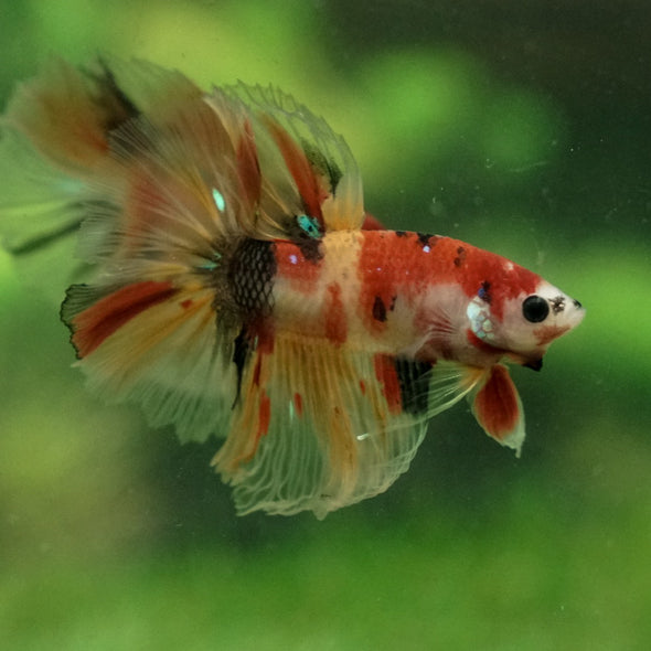 Galaxy Koi Halfmoon - 11 weeks old