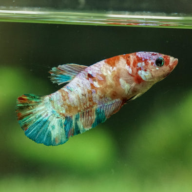 Galaxy Koi Plakat- Female