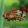 Multicolor/ Galaxy Koi Plakat- Female- 16 Weeks Old