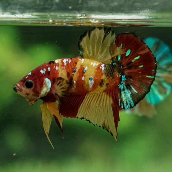 Multicolor/Galaxy Koi Plakat -15 weeks Old