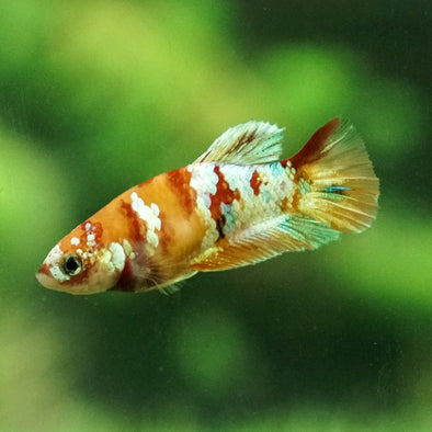 Koi Plakat Female - 12 weeks old